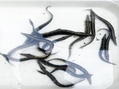 TP Hồ Chí Minh: Cải tiến quy trình sản xuất giống cá chạch lấu 